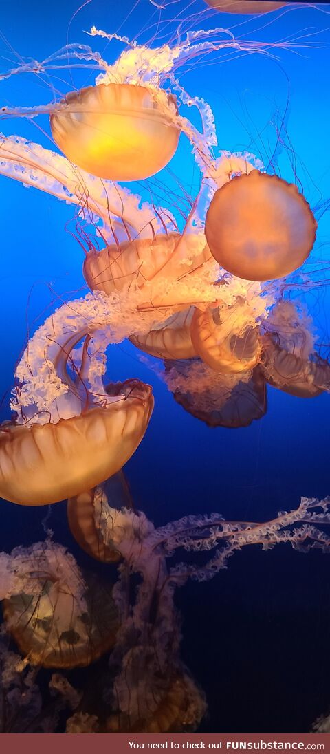 Jellyfish at the Omaha Zoo