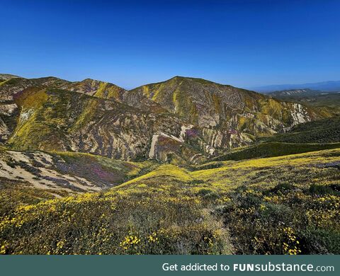 Superbloom in California (OC)