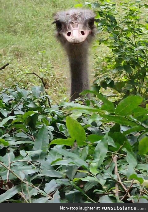 Went to the zoo today