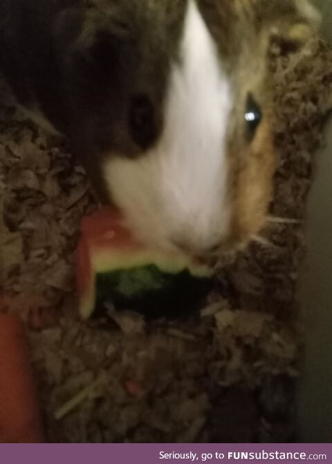 How much watermelon is okay for a Guinea pig to eat in a week?