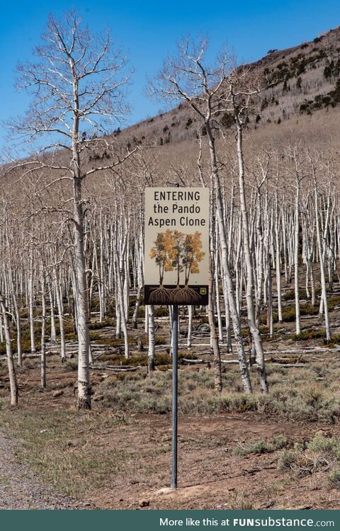 Meet Pando, not a forest but a single tree