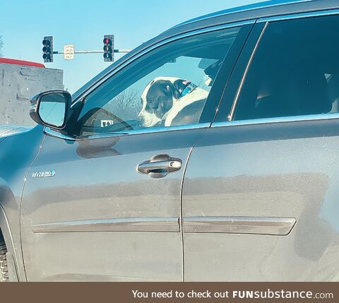 Self-driving dog. Watch out Tesla!
