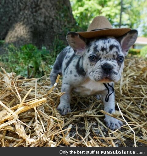 There’s a new sheriff in town. [OC]