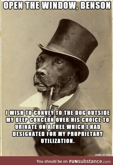 Old money dog