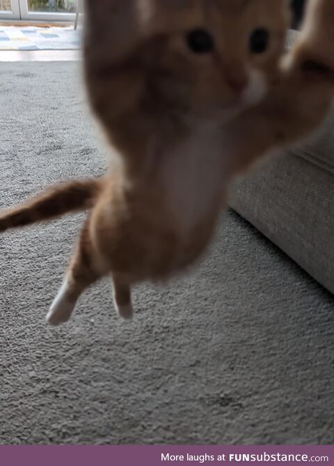 Tried to take a picture of my mum's new kitten