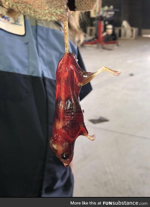 A mechanic discovered a mouse in a barrel of degreaser