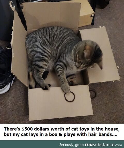 $500 dollars of cat toys