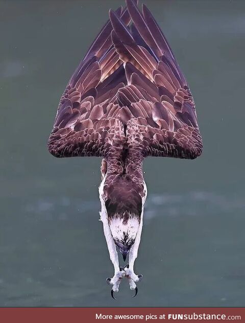 An eagle diving into water to hunt prey