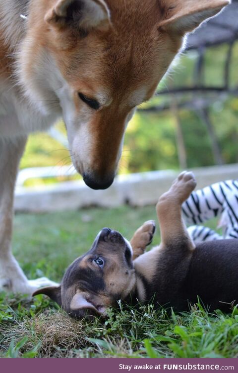Trouble meets her new sister
