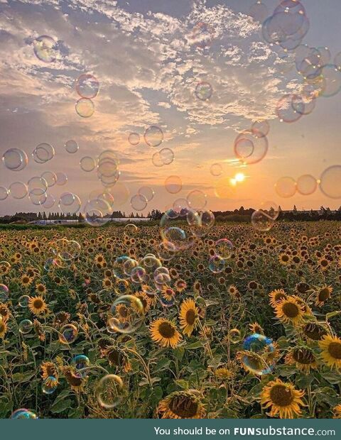 Sunflower field
