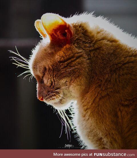 Max
