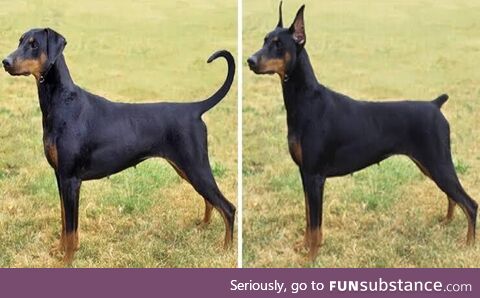 Uncropped dobermans are just wiener dogs as regular dogs