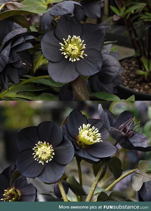 The stunning helleborus black beauty