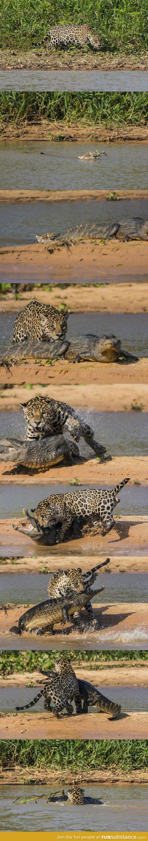 And you thought crocodiles are badass