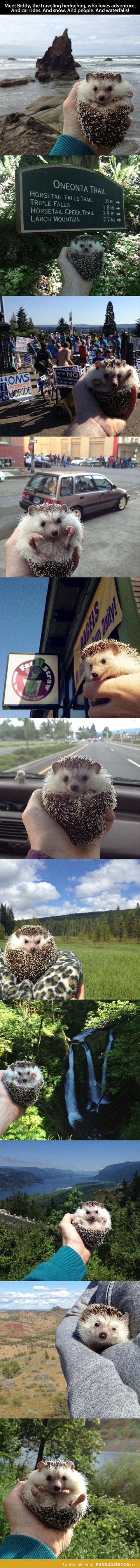 Adventurous hedgehog