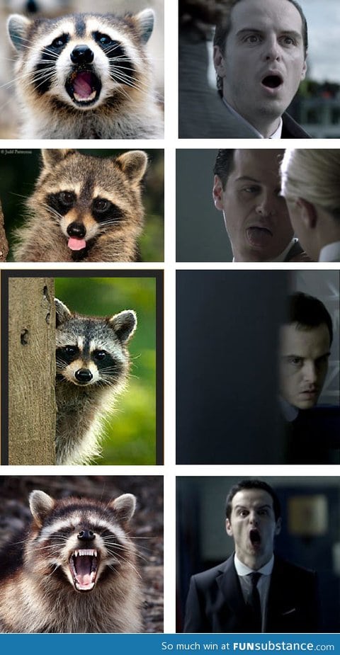 Raccoons that look like moriarty