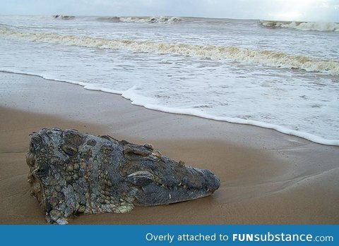 Crocodiles head washes up on beach. Locals think a great white severed it