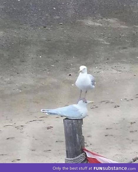 Seagull gives no f*cks