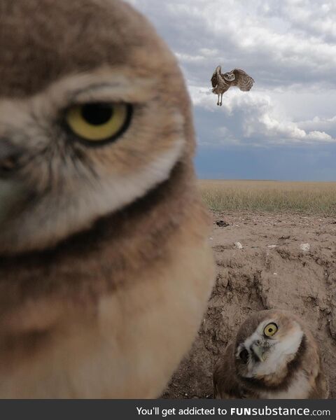 Burrowing owls by  peter Arnold