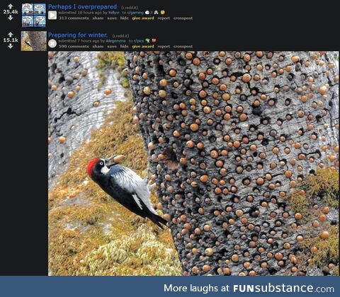 bird