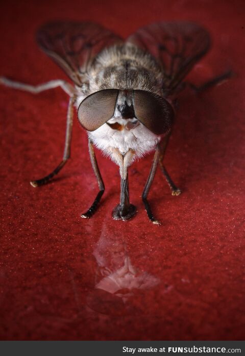This March fly mistaking my red car for a blood meal