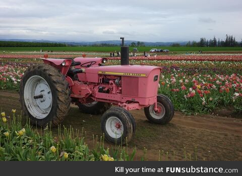 I’m tired of seeing political post here. I give you pink tractor at Wooden Shoe Tulip
