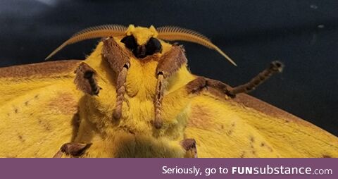 Moth friend