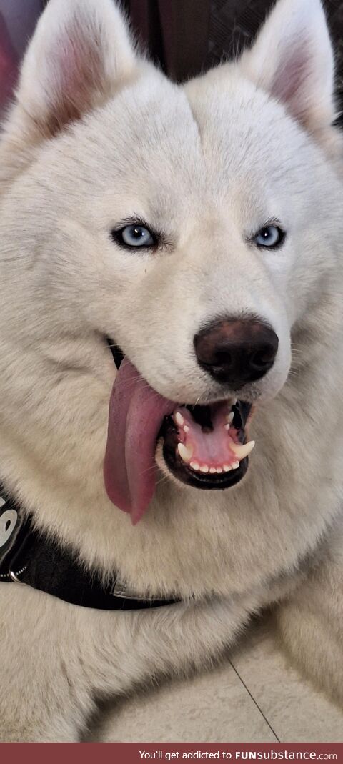 Dog