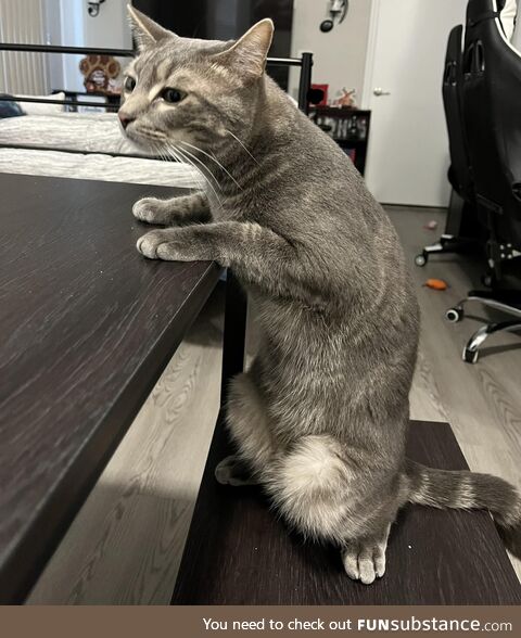 IceCream sitting like a person definitely makes me laugh