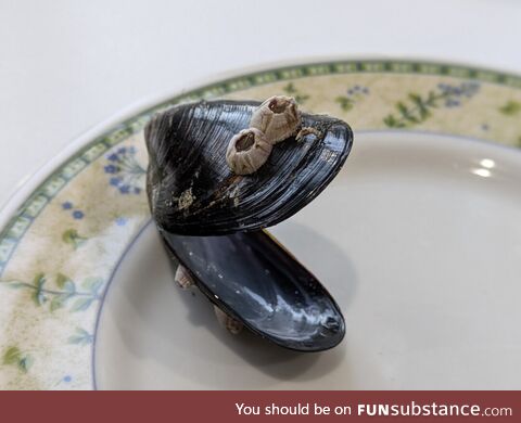 I stumbled upon a Cookie Monster in a mussel