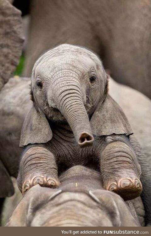** Look at the nose, it's an upsidedown heart 