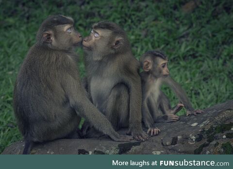 A macaque family [oc]