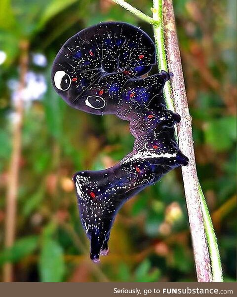 Cosmic caterpillar: The pacific fruit piercing moth