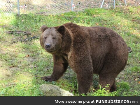 "Bakhmut the Bear" He was abandoned by his owner but Ukrainian soldiers safely evacuated