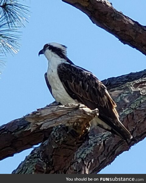 (OC) Osprey in St. Marks, Fl