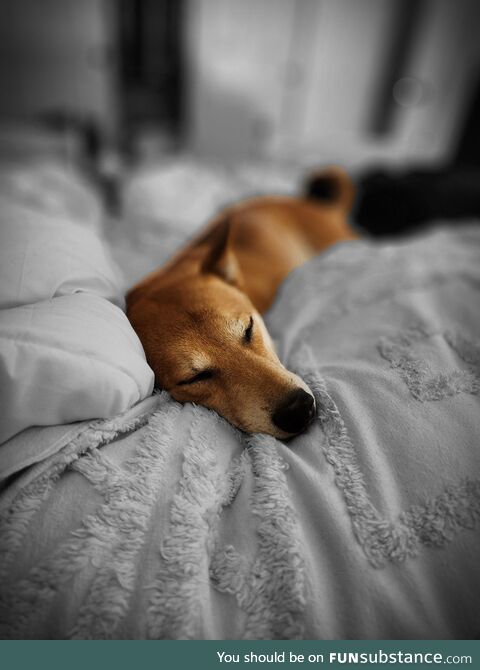 Sleeping shiba