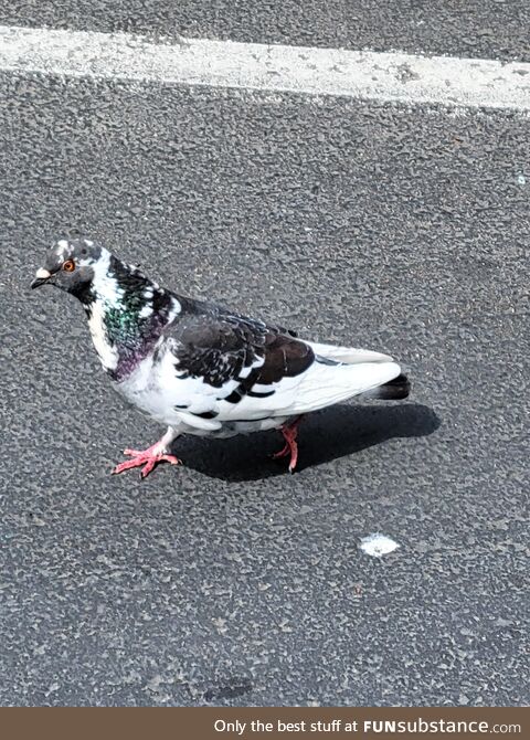 [oc] dope ass pigeon