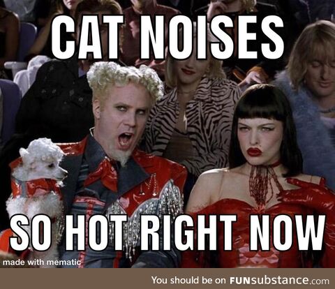 Holy cow, meow