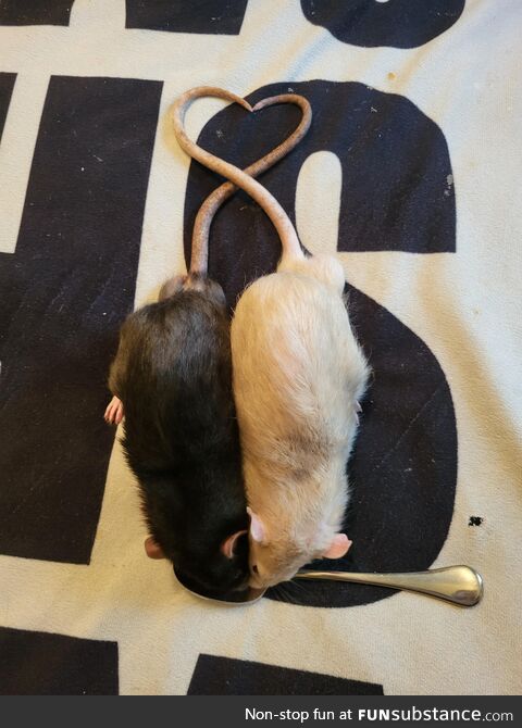 Our rats, Tobiko and Wasabi Bobbi, sharing a spoonful of applesauce!