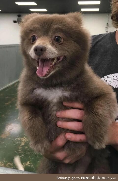 This bear was accidently brought to a Dog shelter, and he ended up having a great time