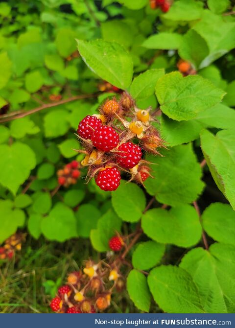 For anybody curious what a wineberry looks like (they glow like rubies in the sunlight)