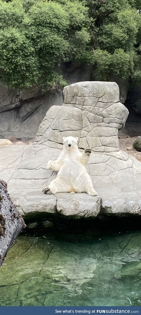 Polar bear at Aalborg Zoo chillin’ in the sun