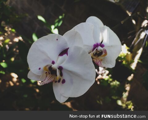 [oc], Moth orchid