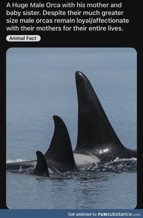 Perwanafus abandoned loathsome