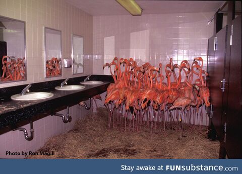 Flamingos huddled together in the bathroom at Miami Zoo during Hurricane Andrew