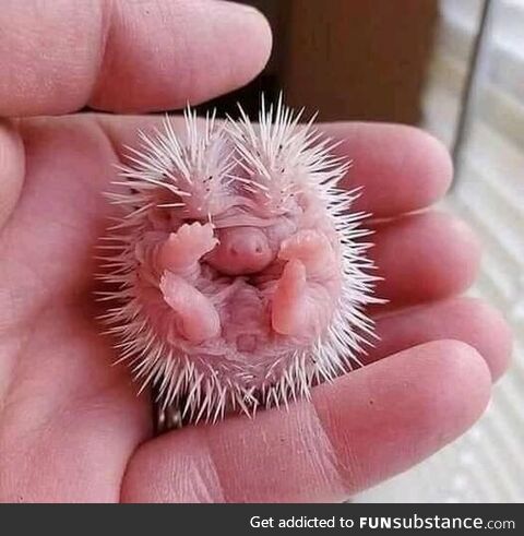 Baby hedgehog...…