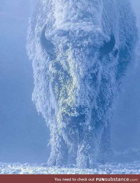 Bison at 35 below zero. Yellowstone National Park, USA. Photo by Tom Murphy