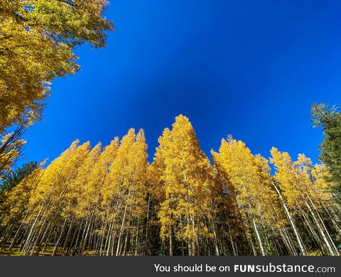 Fall in Arizona