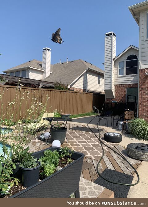 This butterfly