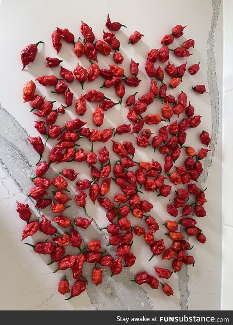 Carolina reapers harvested today from ONE plant